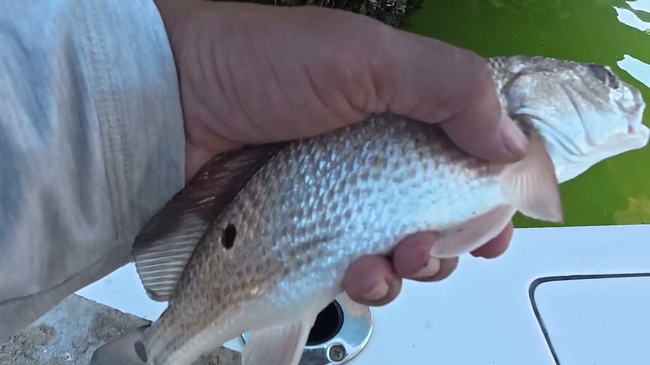 Catching Rats in the Sea.... #fishing #reelfishing #redfish #tampa