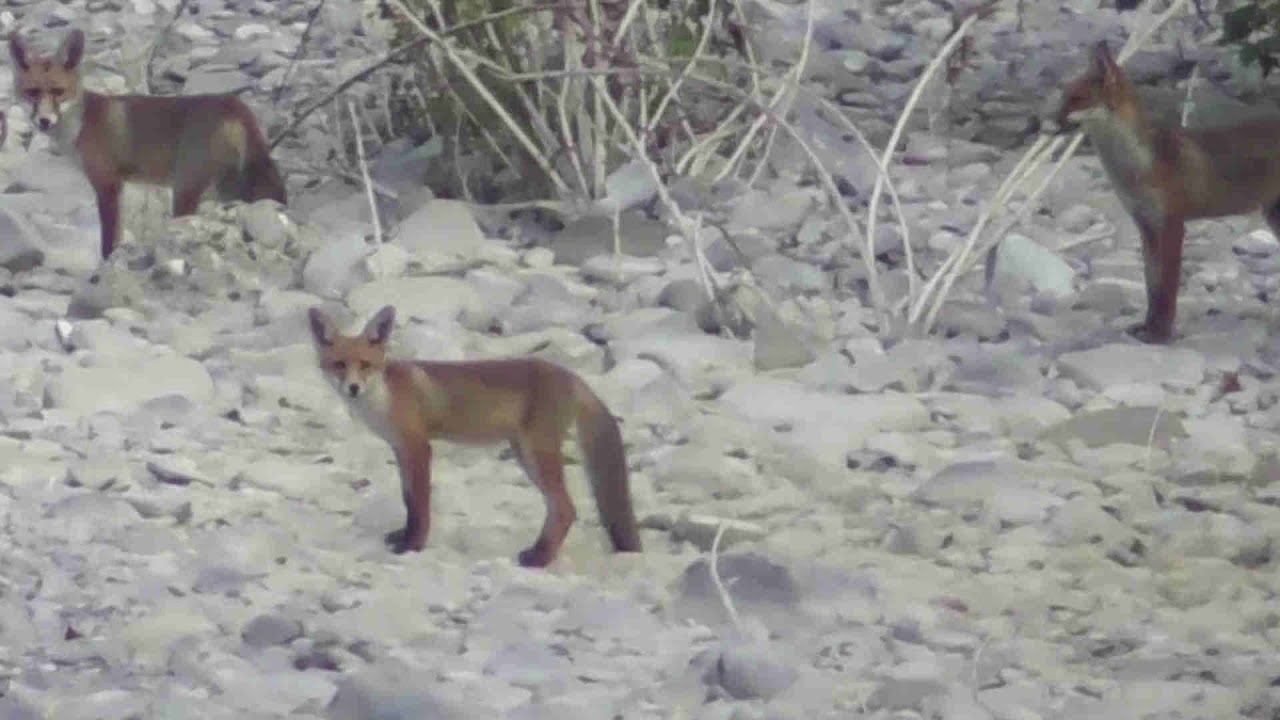 N°112 Meditazione appagante d'innanzi ad  una famiglia adorabili di Volpi (Vulpes) sul ruscello
