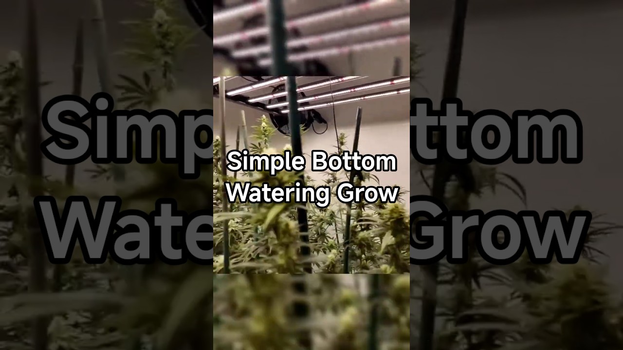 Simple Bottom-Watering Grow 🌱 | Even Hydration & Strong Root Development