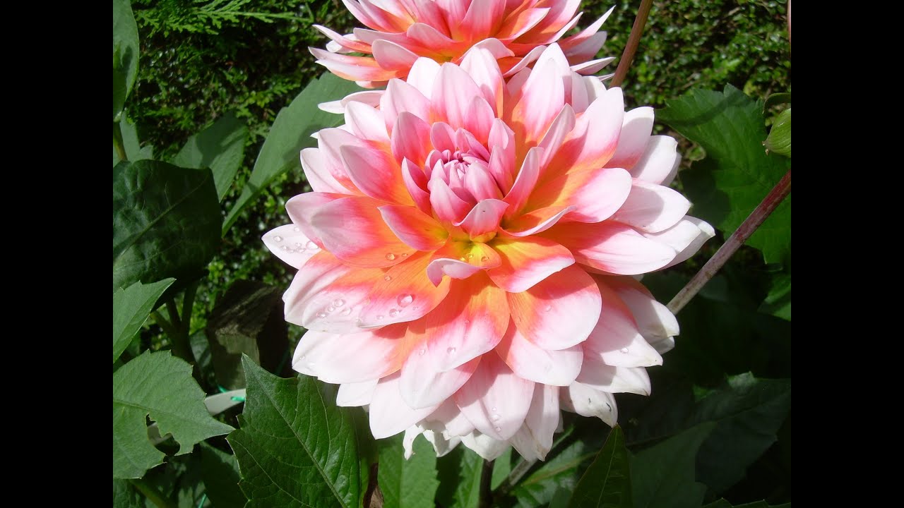Growing dahlias month by month episode 11: early August