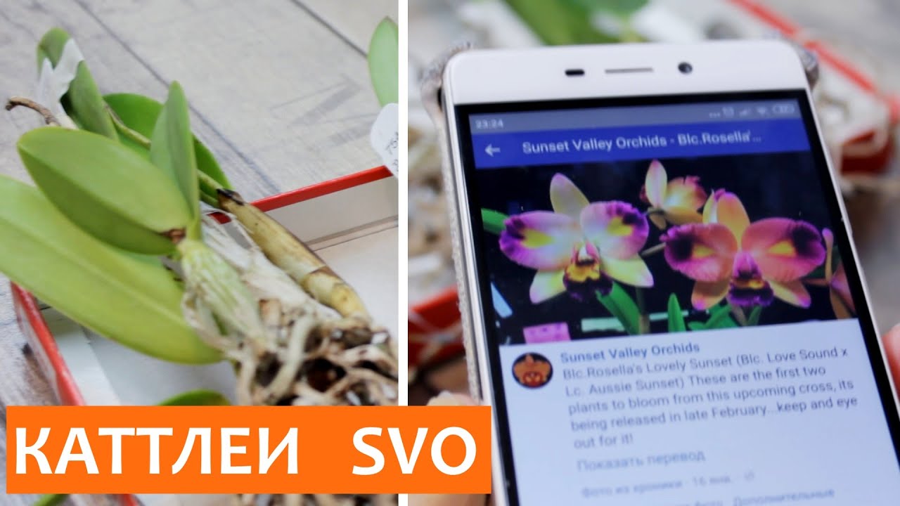 Отзыв о каттлеях от Фреда Кларка. Мой первый заказ Sunset Valley Orchids