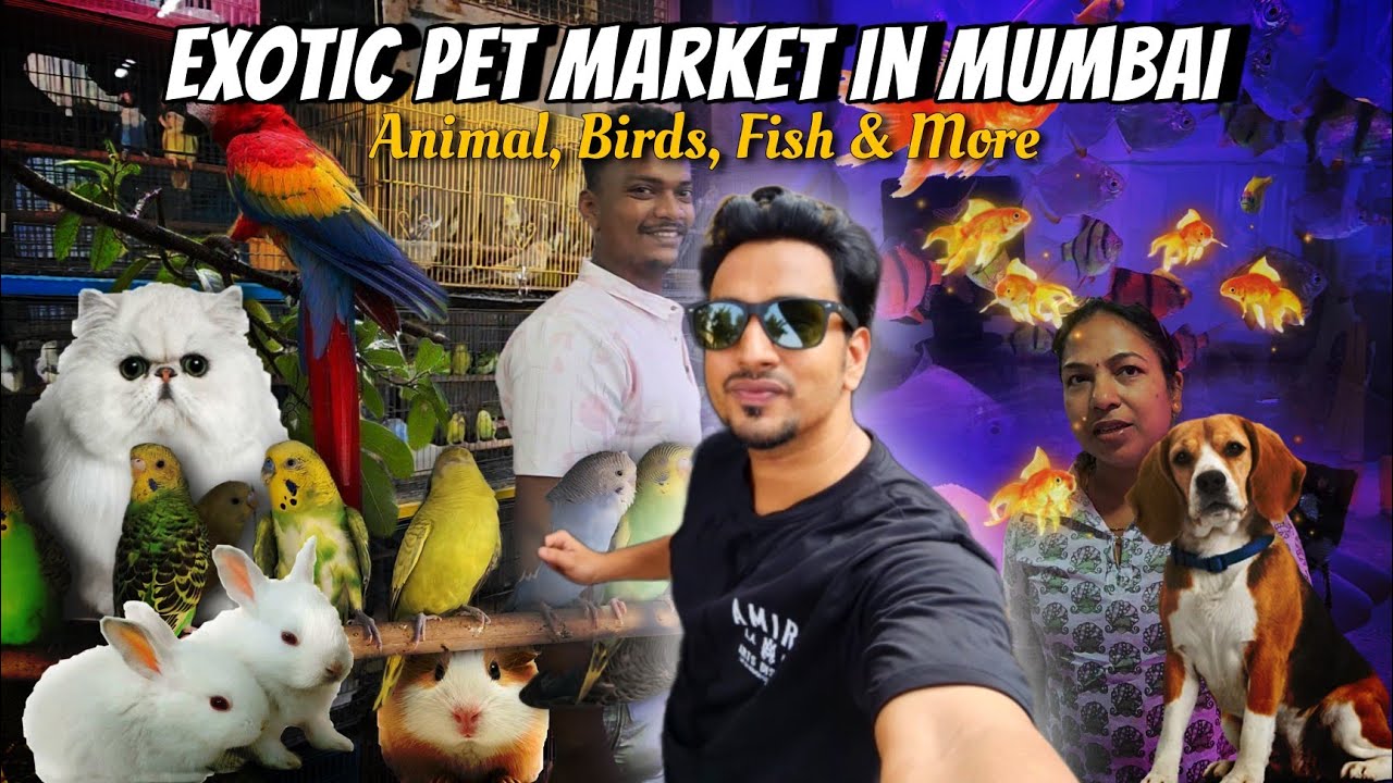 Exotic Pet Shop In Mumbai - Crawford Market | Animal, Birds, Fish & More..