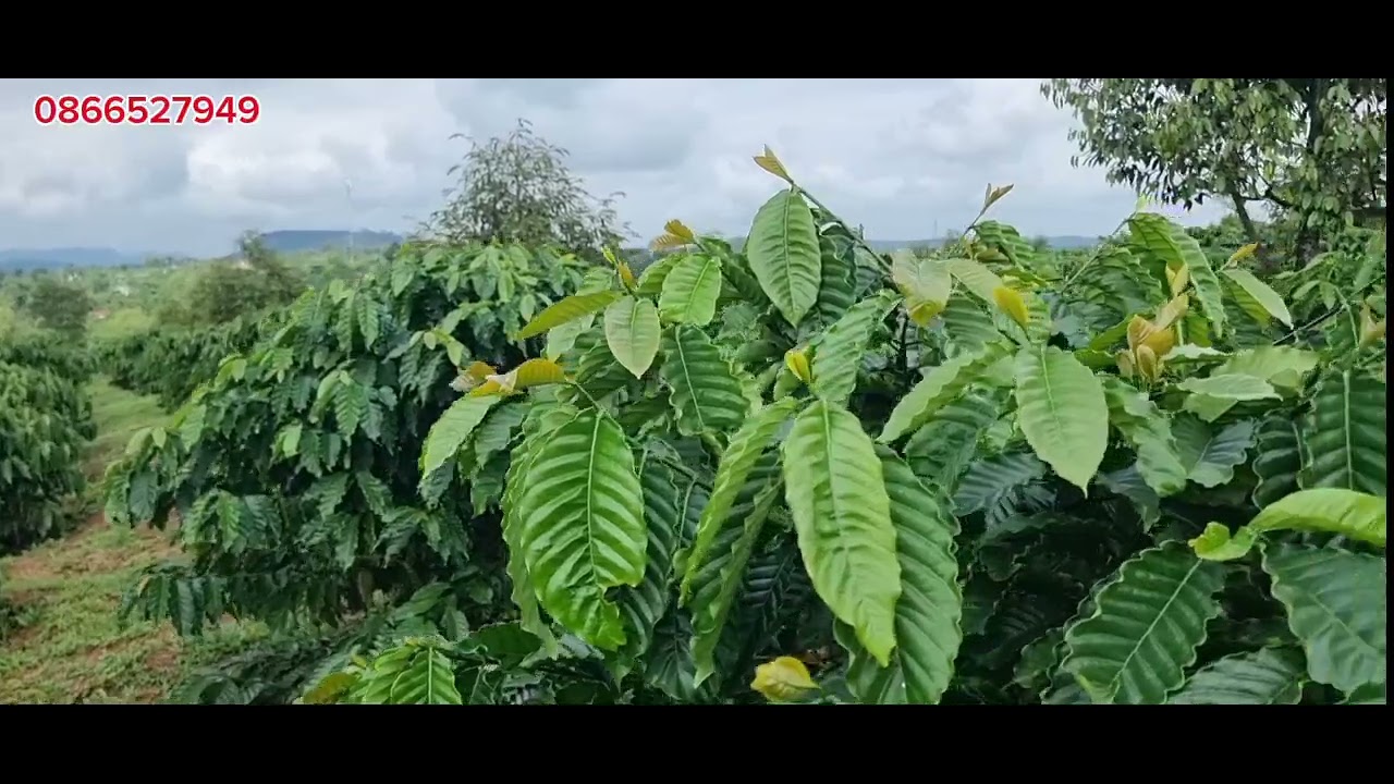 Sổ 3h7. Ngoài 4h5 mặc đường bê tông. Cfe bao đẹp. Đắk Nông giá 10 tỷ lh0866527949 