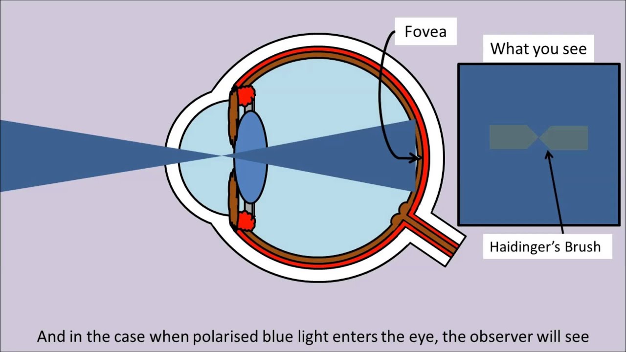 Entoptic Phenomenon