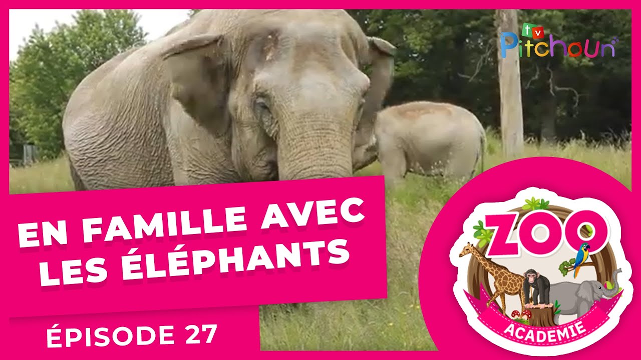 En Famille avec les éléphants - épisode 27 - Zoo Académie