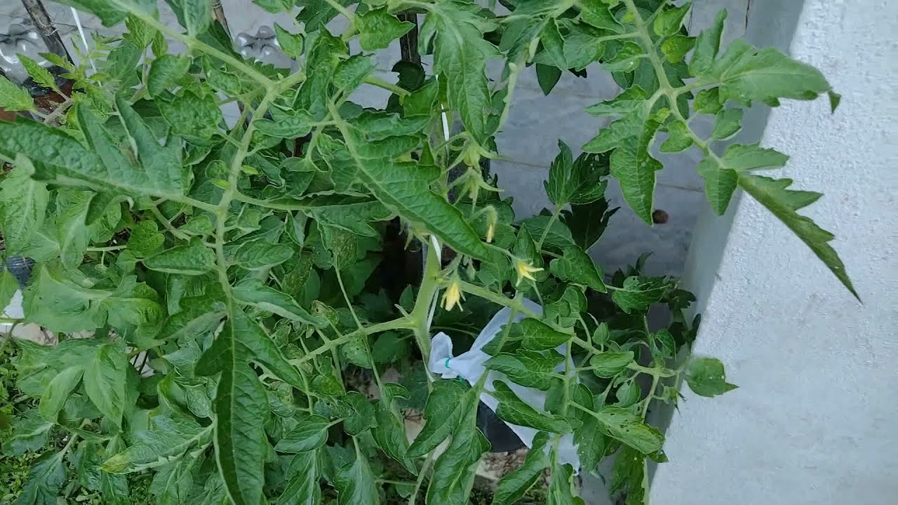 Cultivo Caseiro de Tomate - A Série: Floração e frutificação - Cuidados Nesta Fase.