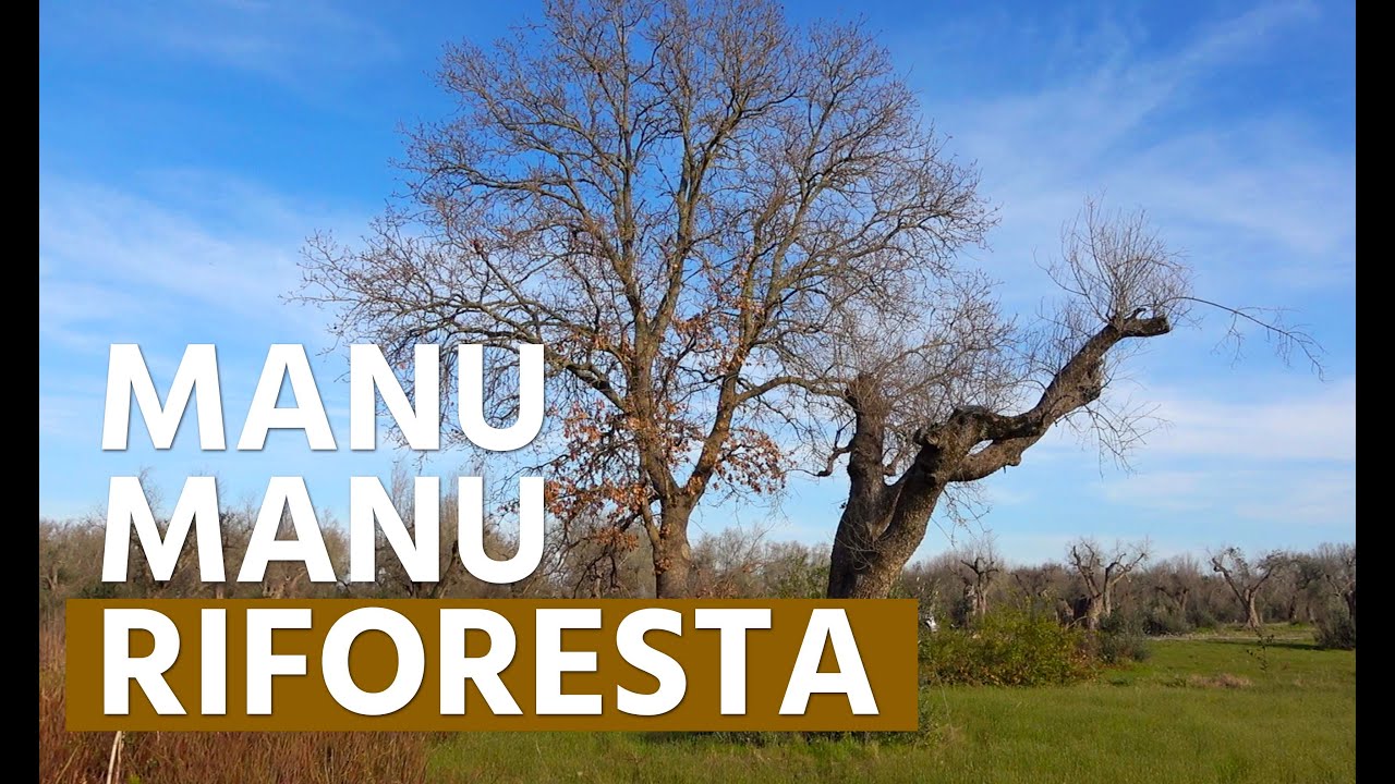 Manu manu riforesta