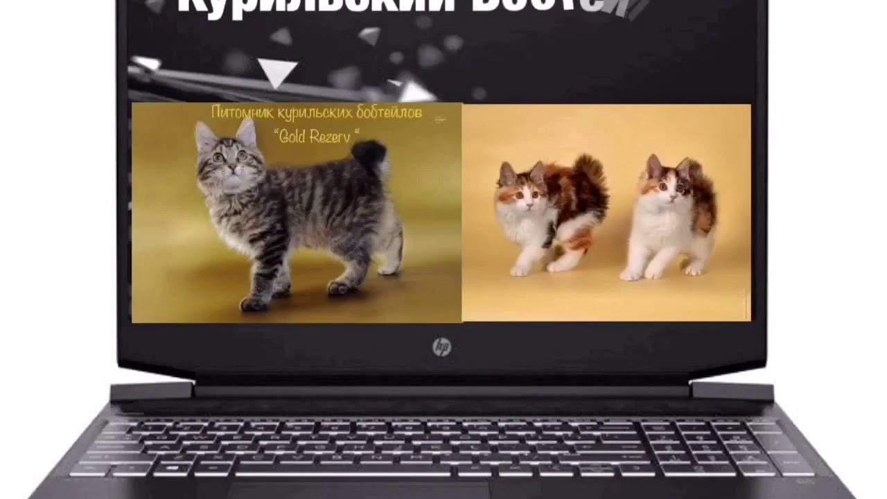 10 причин почему стоит купить курильского бобтейла. О породе курильский бобтейл. Характер.