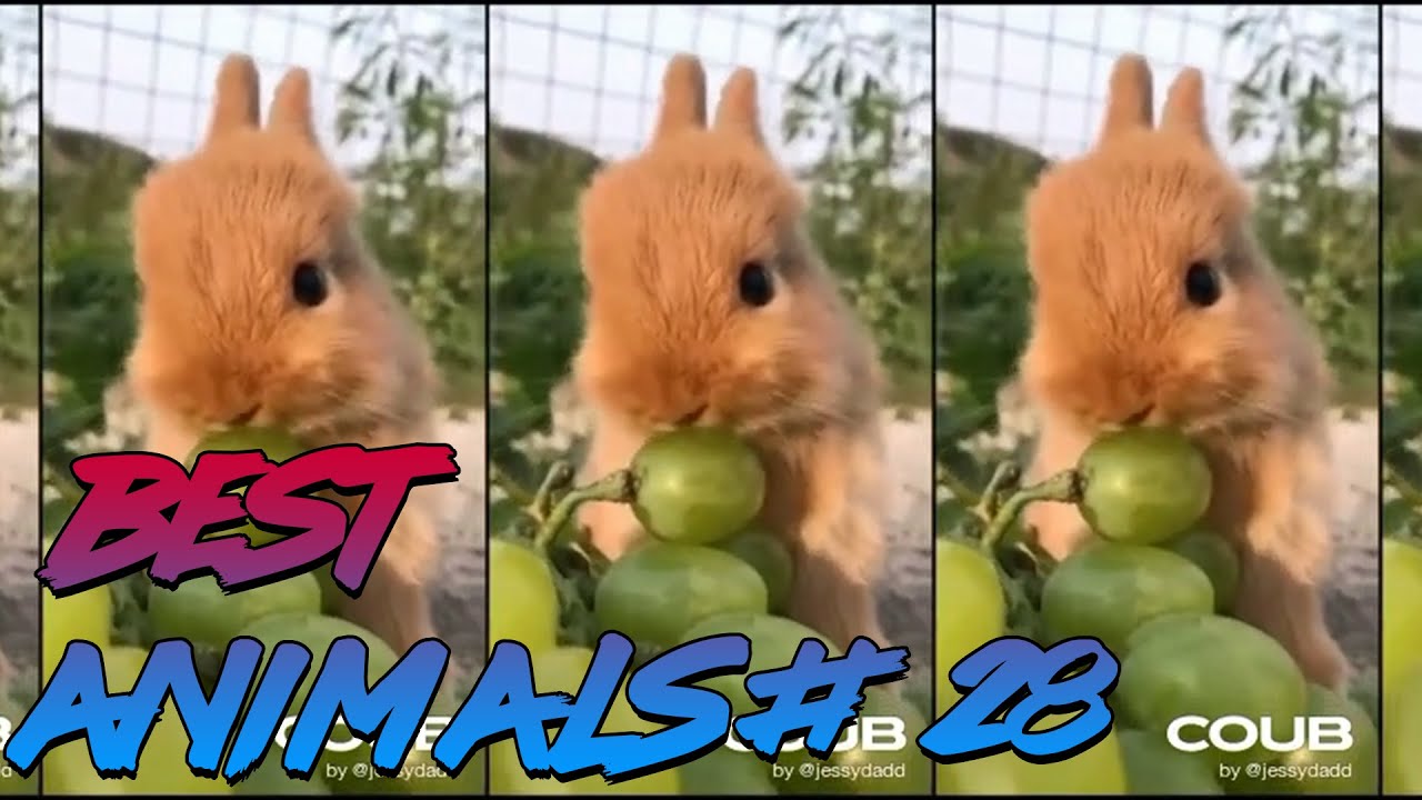 Best Animals Coub #28 | Лучшие кубы с животными №28 (Ноябрь 2020)