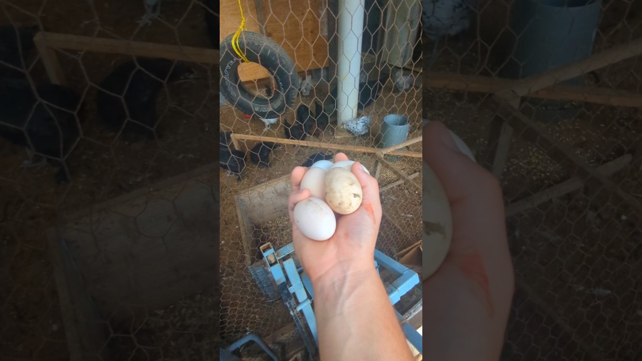 Egg Collecting With Our 300+ Chickens!