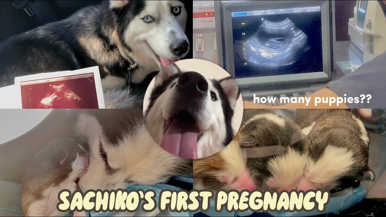 HUSKY’S FIRST PREGNANCY JOURNEY & DELIVERY | how many husky puppies??