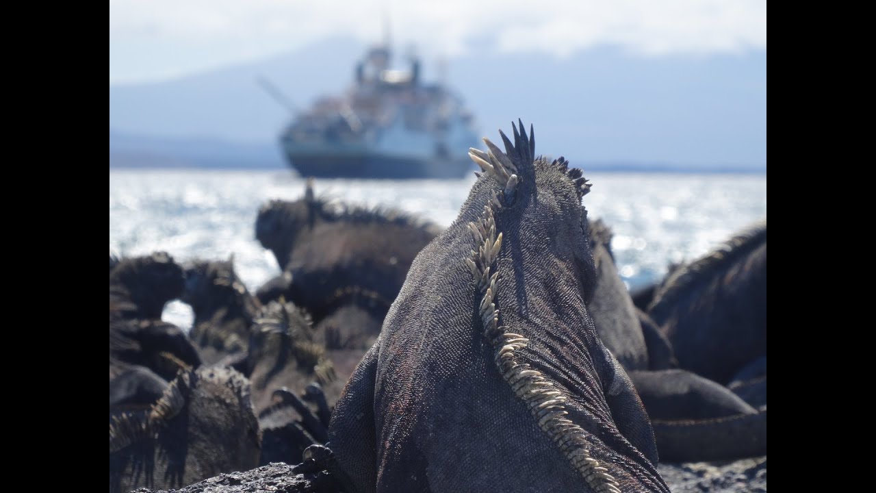 Galápagos Islands with Lindblad Expeditions & National Geographic