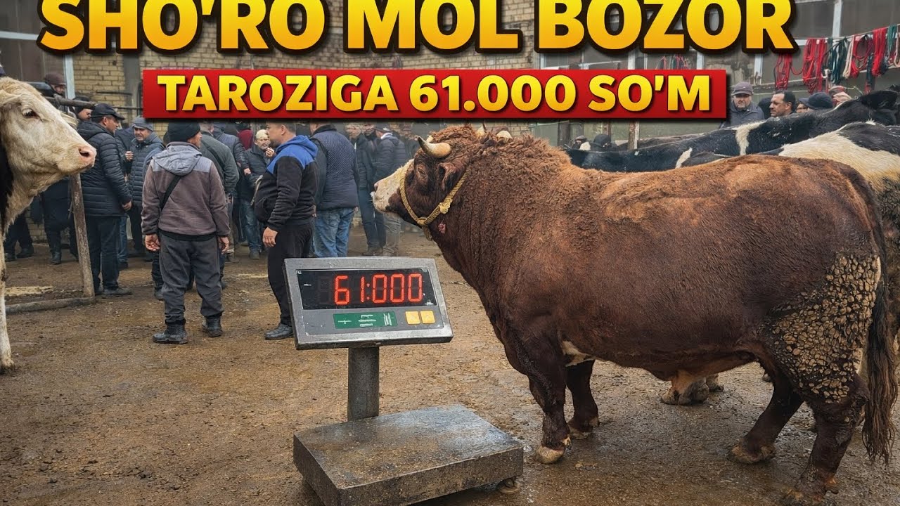 SHO'RO MOL BOZOR TAROZIGA 61.000 SO'M BUQALAR NARXLARI DAXSHAT BOZOR ZO'R BO'LDI.