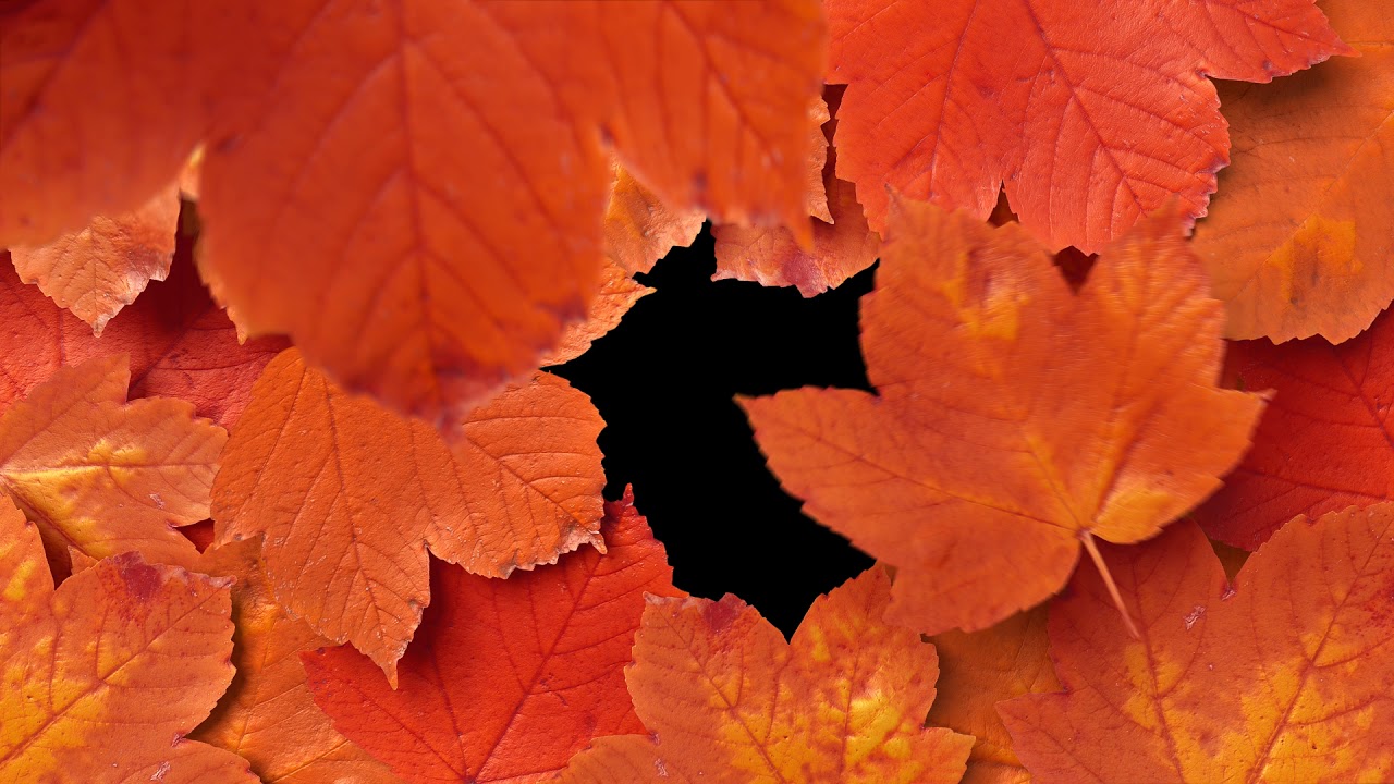No Copyright I Autumn Red Leaves Transition 01 I free stock videos