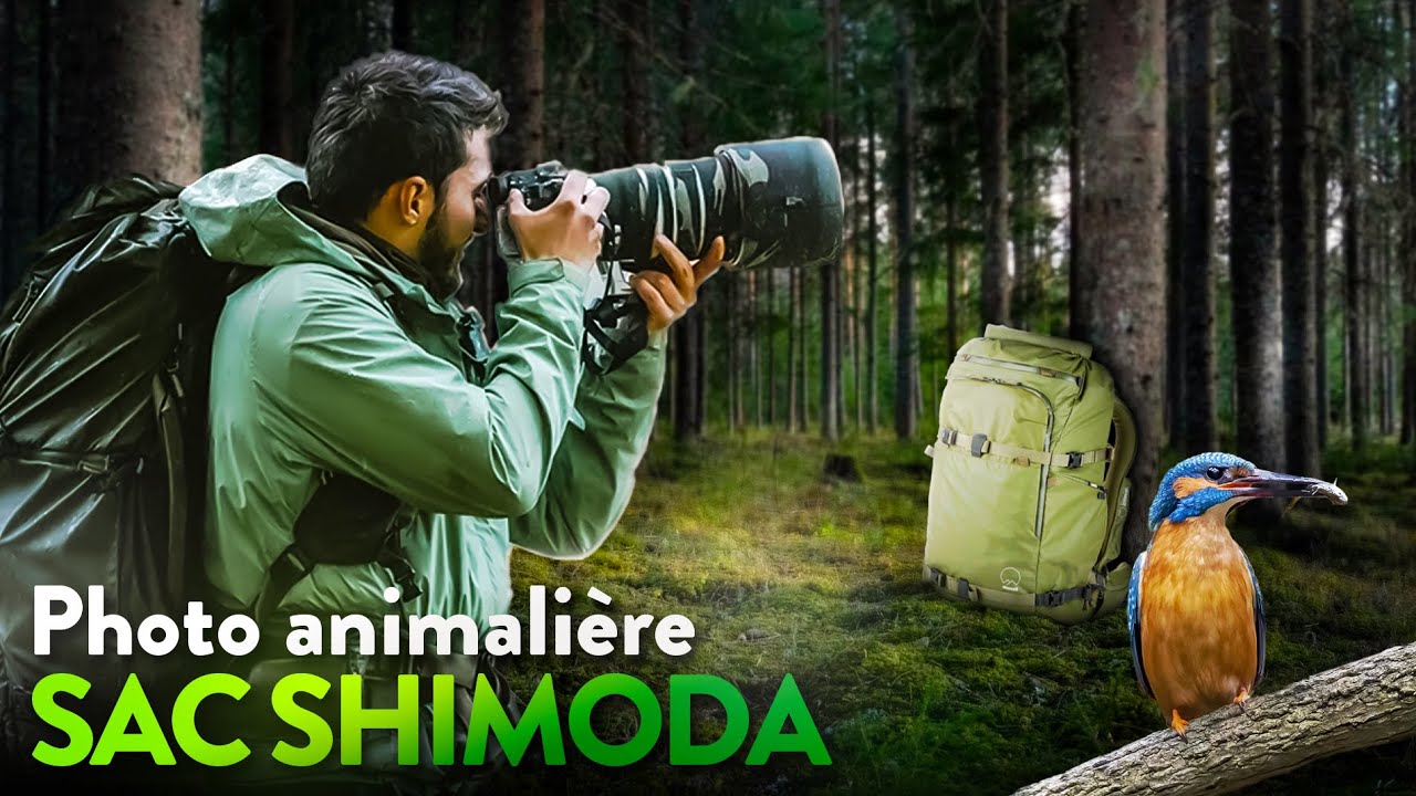 Photographie animalière avec le sac SHIMODA X70V2