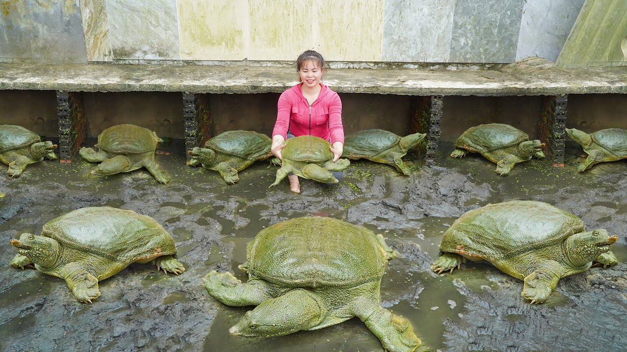 Catching Lots Of Turtle In Mud Pond Goes To Market Sell - Raising Wild Boars, Ducks, Fish