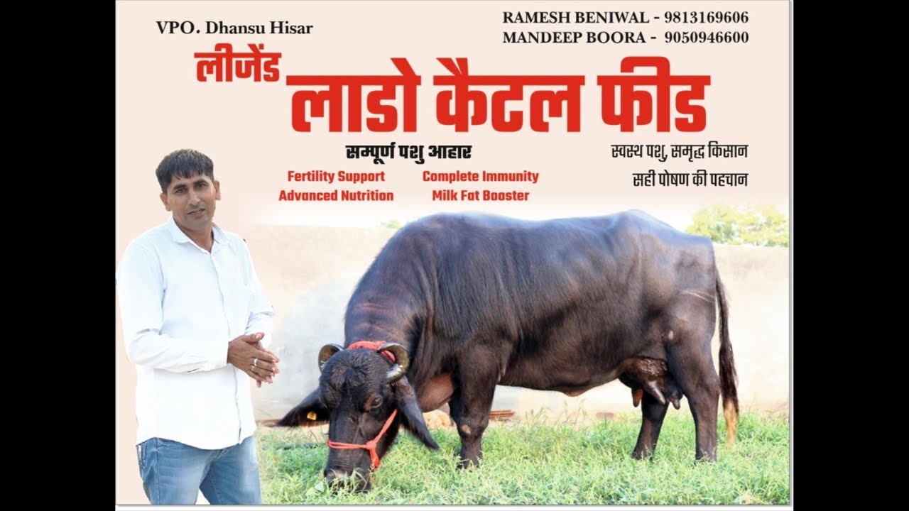 फीड के बारे में जानकारी जानते हैं रमेश बैनीवाल के साथ |फीड के बारे में जानकारी के लिए-:9050946600