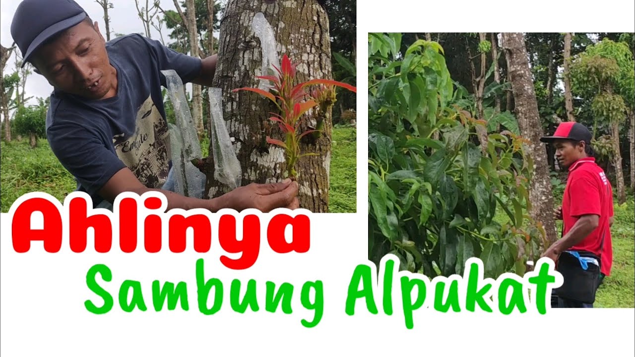 Cara sambung alpukat yang benar || sambung pucuk sambung sisip Alpukat unggulan