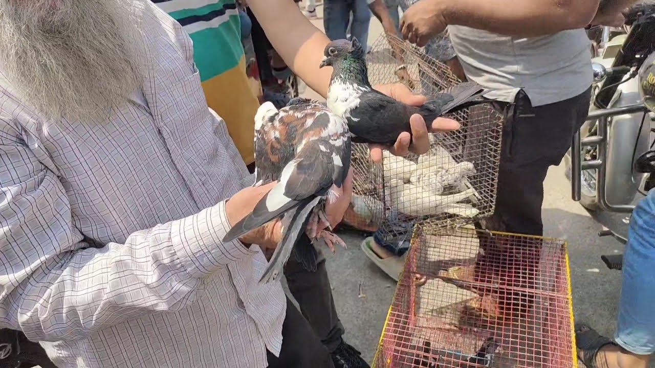 Welcome chowk kabutar market Delhi pigeon market gole kabootar madrasi kabli fancy @The pigeons world