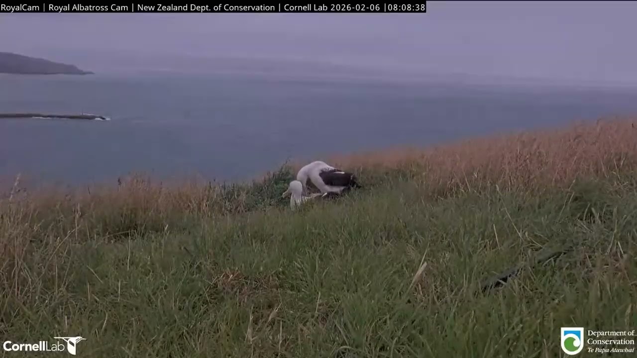 🔄Northern Royal Albatross Cam, New Zealand 2026/02/06
