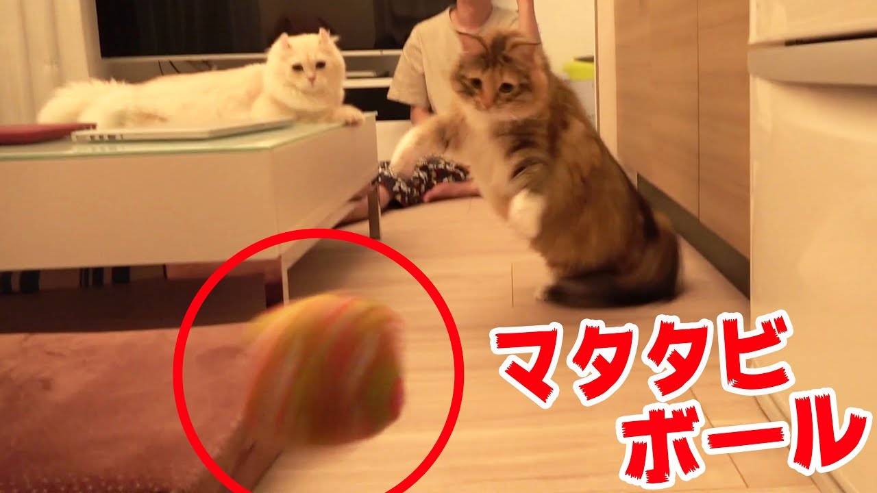 マタタビボールが楽しすぎる！