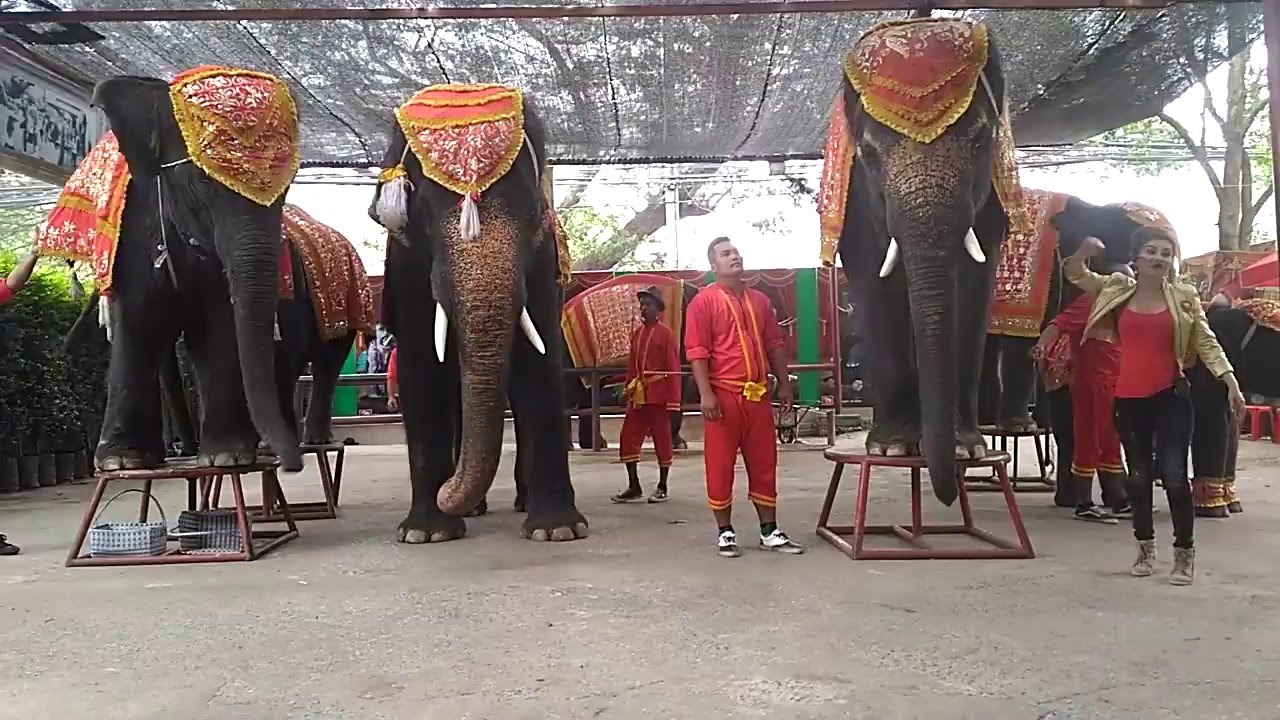 Elephant shows in Thailand.