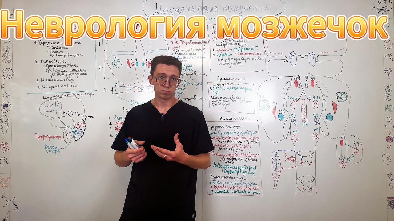Мозжечок и мозжечковая атаксия: анатомия, симптомы и топическая диагностика | Неврология