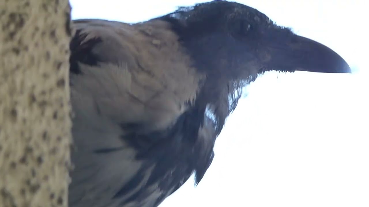 Avian Therapy