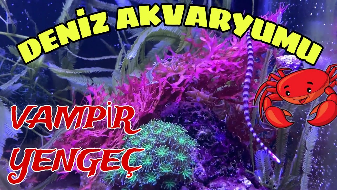 Vampir Yengeç & Doğal Deniz Akvaryumu