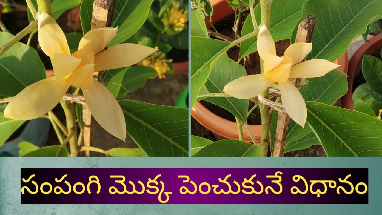 40 - సంపెంగ చెట్టు పెంచుకునే పద్ధతి ఏమిటి?