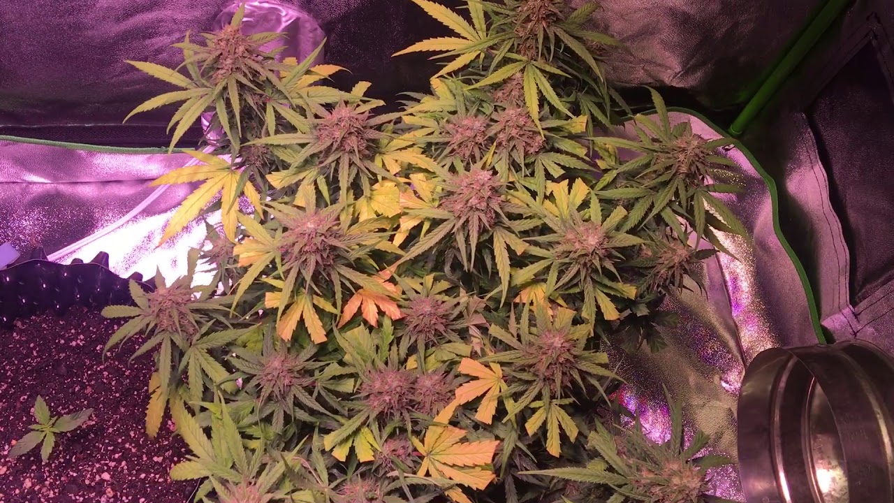 Kandy kush Autoflower update day 50