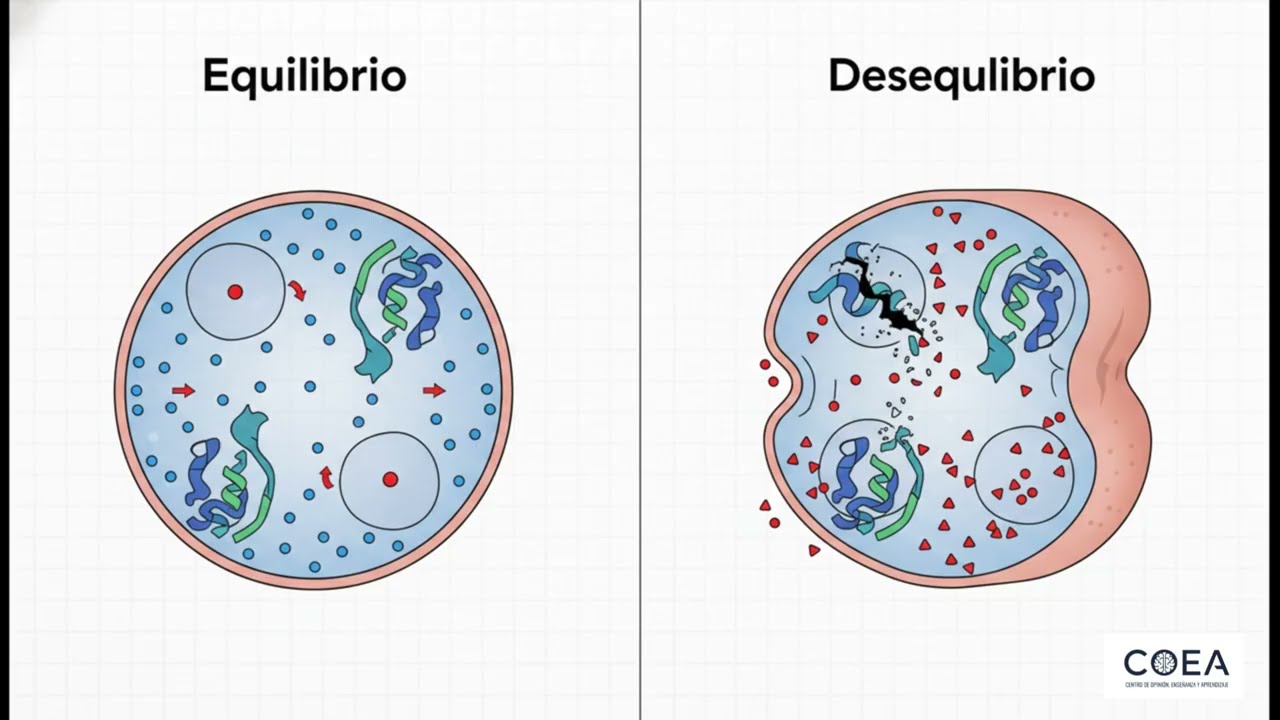 Mecanismos de Transportes de membrana, transepitelial y transcapilar - Fisiología
