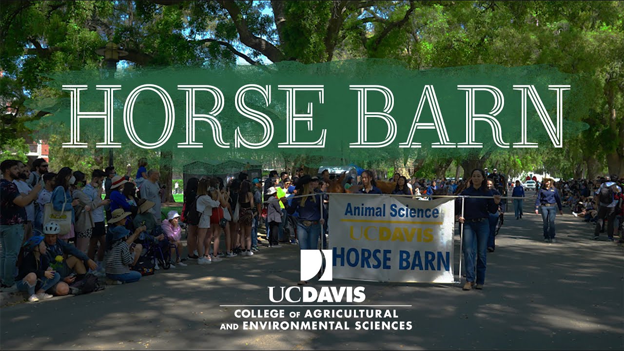 Get an inside look at an internship at the UC Davis Horse Barn