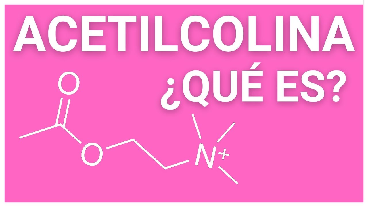 ¿Qué es la ACETILCOLINA ✅ y cuál es su función? ¿El NEUROTRANSMISOR de la MEMORIA?
