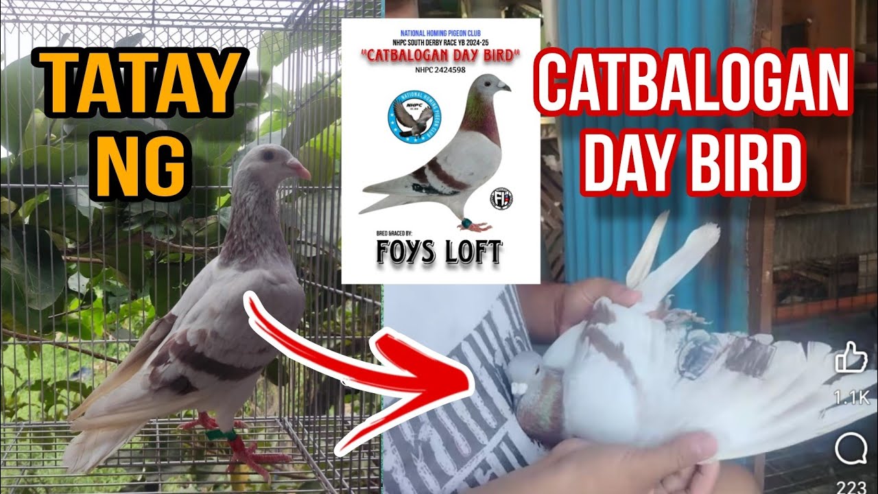 dito galing yung Tatay ng Catbalogan day bird ko😊