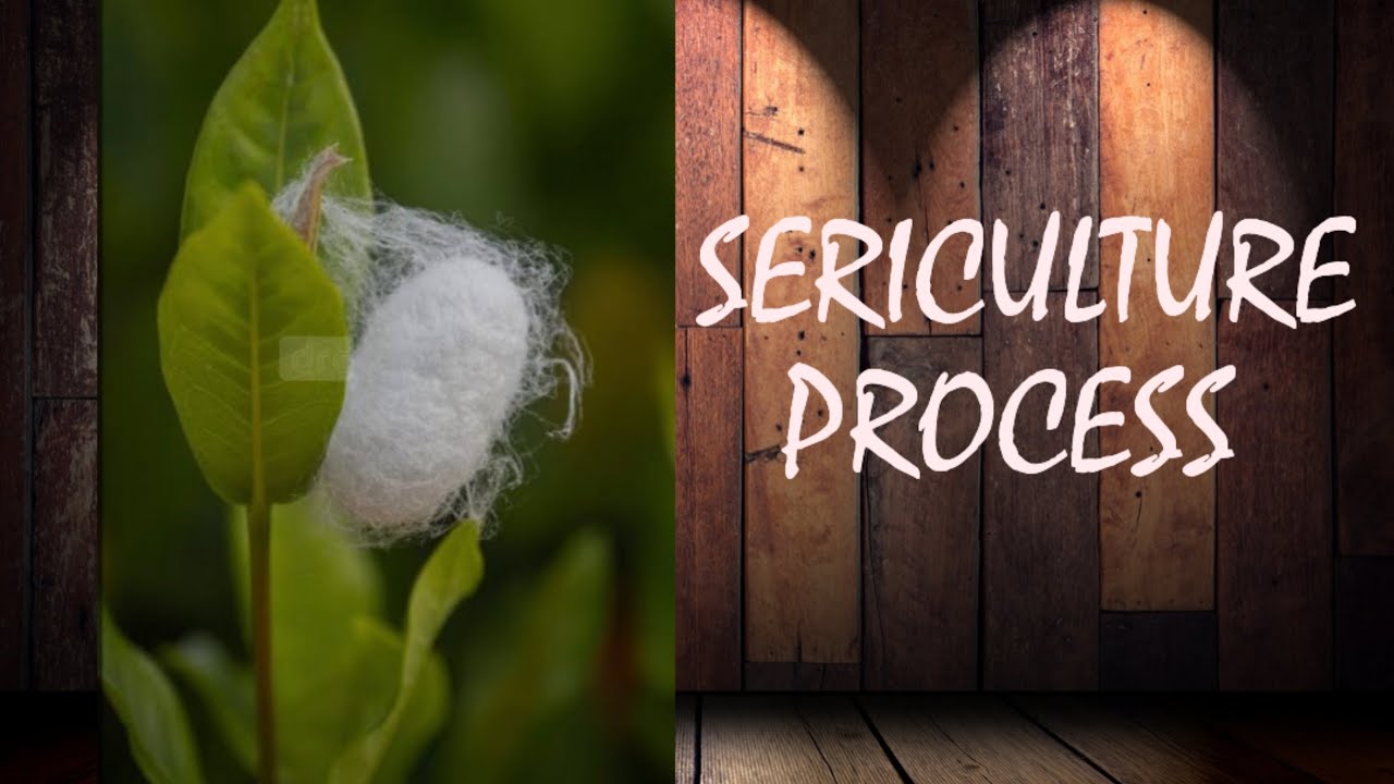 Silk production -2||