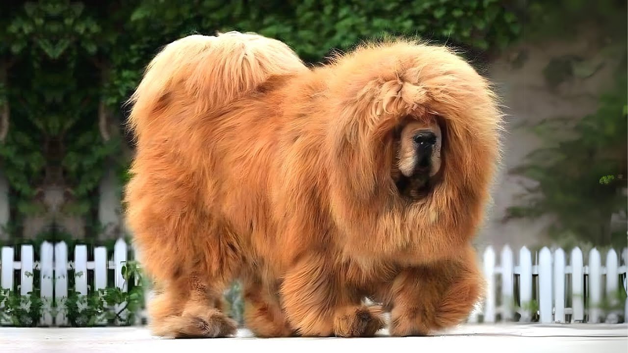 Тибетский мастиф 🐶 Король пушистых великанов!
