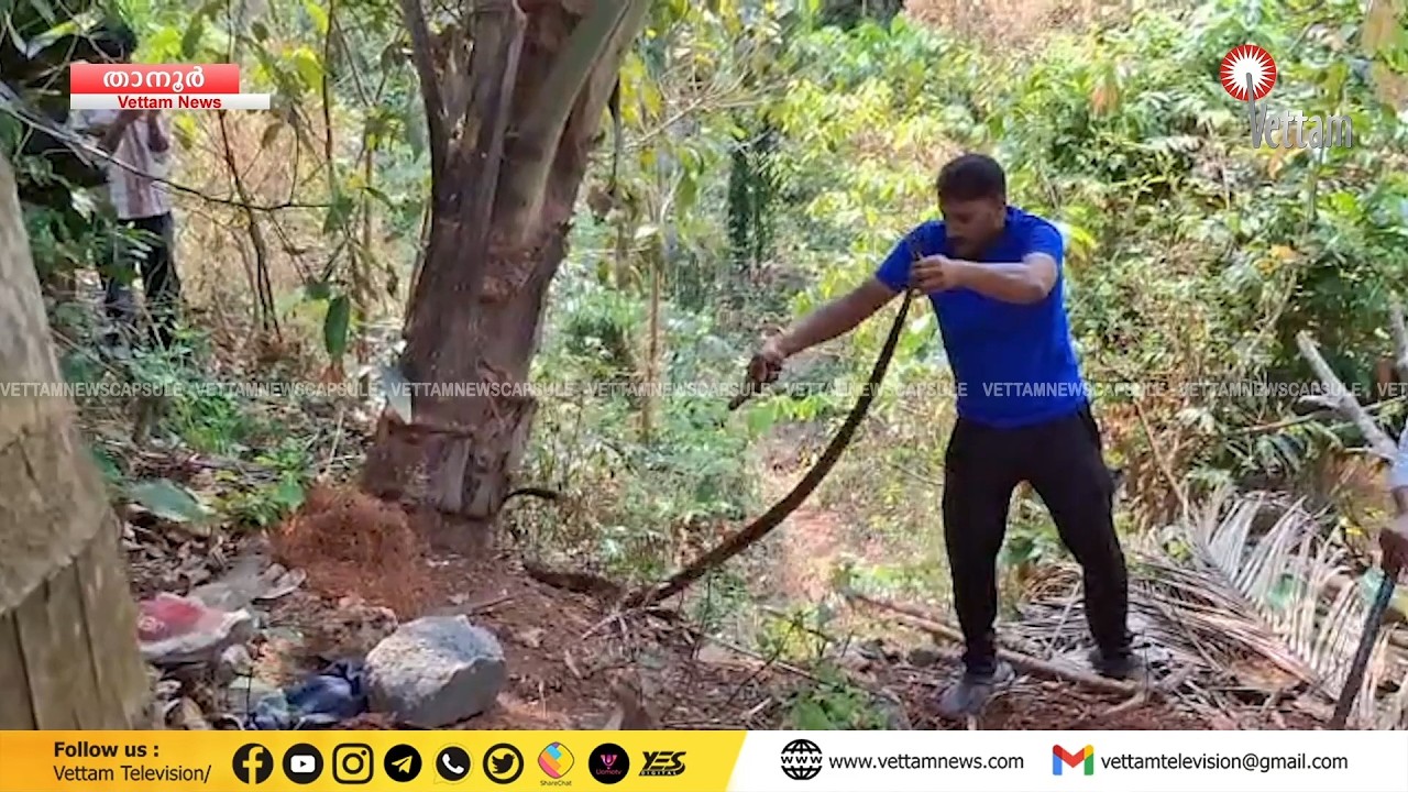 താനൂരില്‍ ഒരേ മാളത്തില്‍ നിന്ന് പിടികൂടിയത് രണ്ടു മൂര്‍ഖന്‍ പാമ്പുകളെ.