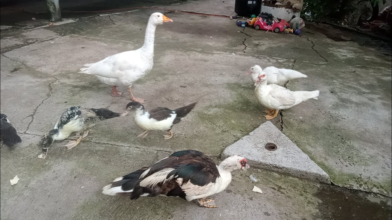 🛑Los gansos se pueden cruzar con los patos? Pueden convivir?