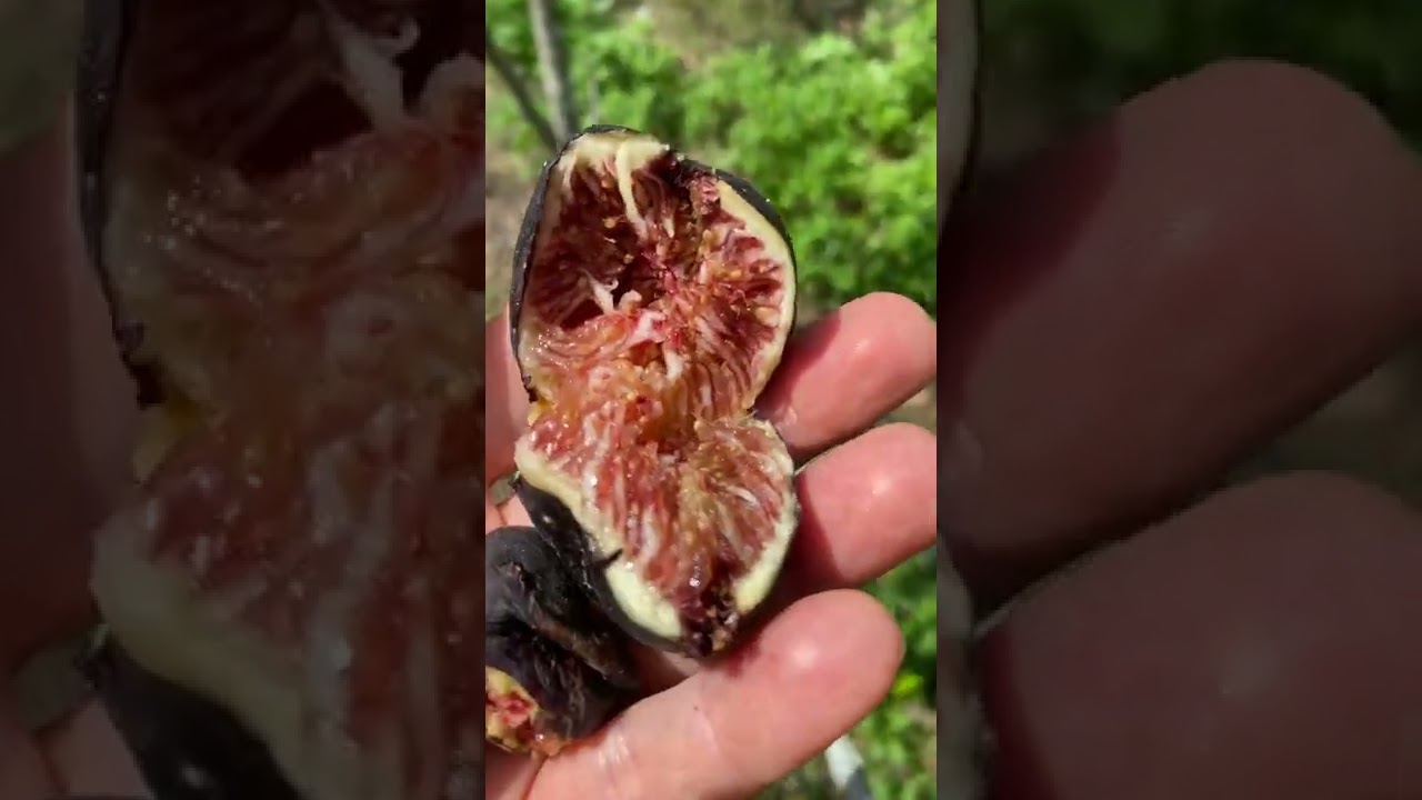 Galicia Negra Fig & MBVS..Happy birthday to me🤣Delicious central Florida zone 9b June 30th 2022