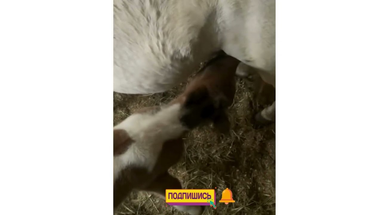 Вася перед прогулкой: 2 день
