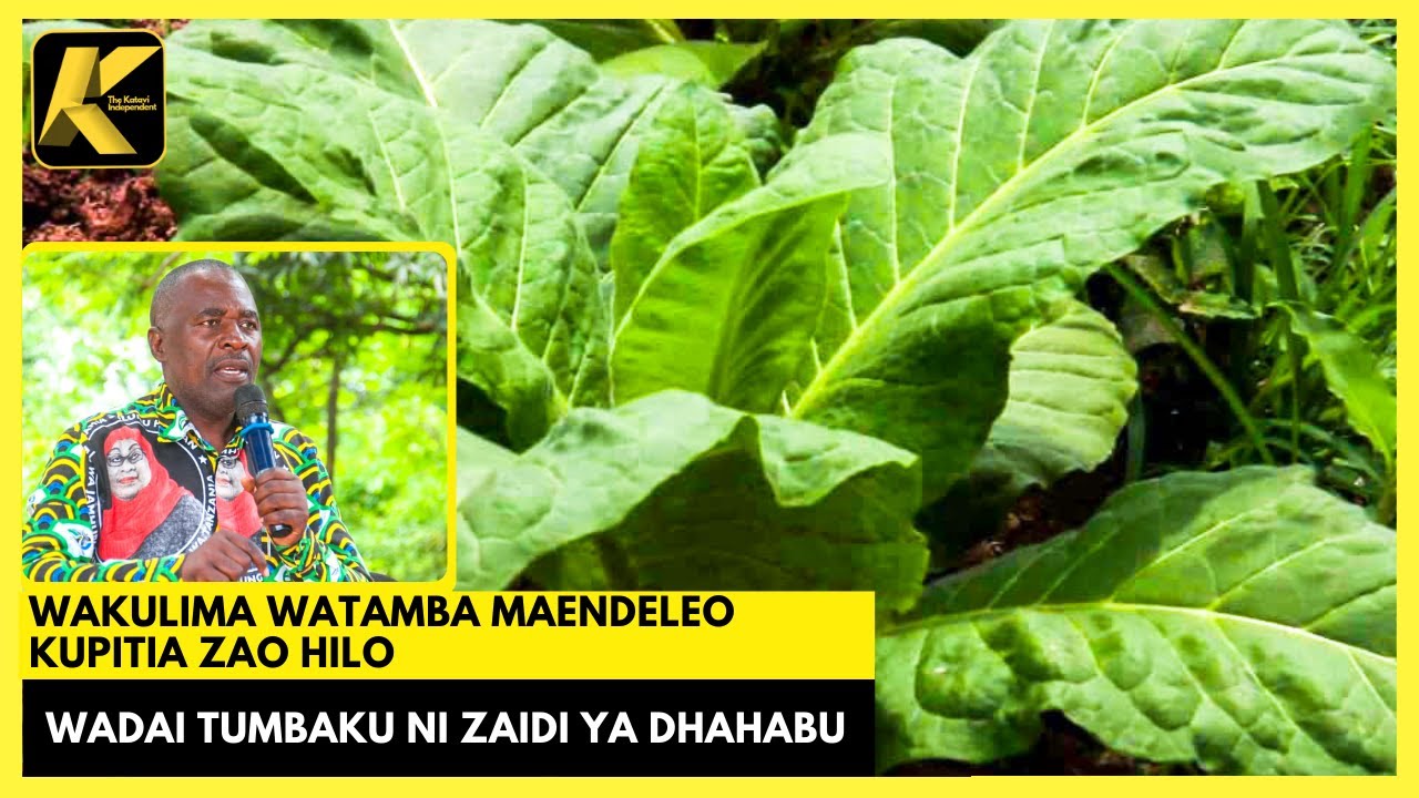 WAKULIMA wa TUMBAKU WAOMBA WANASIASA KUTOHARIBU TASWIRA ya ZAO HILO