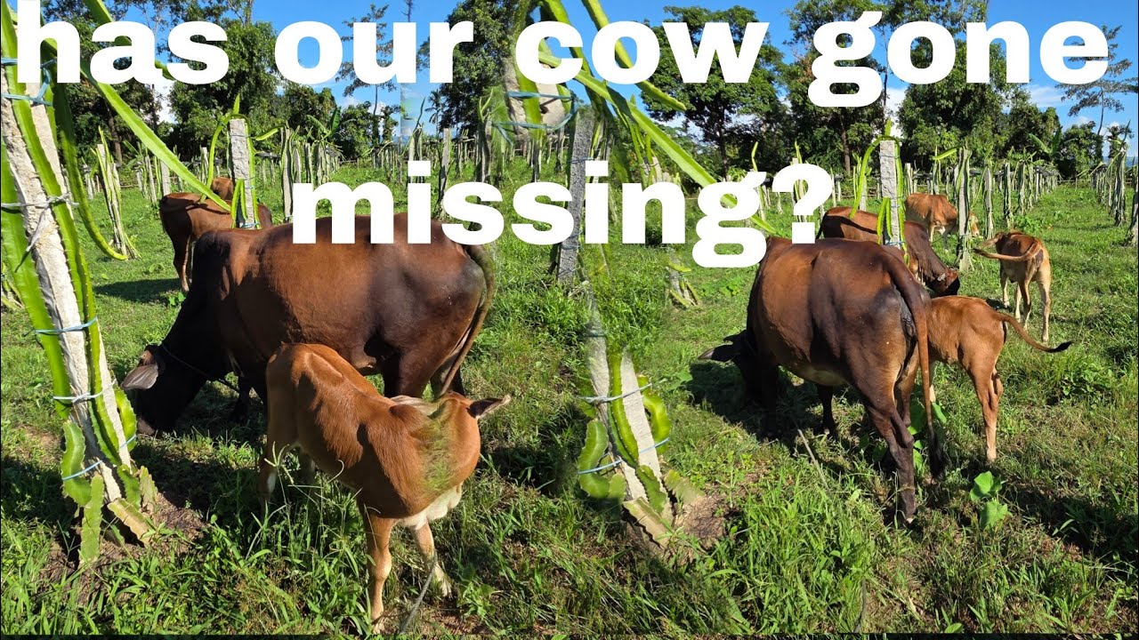 Our Cow Gone Missing//Village Life Vlog