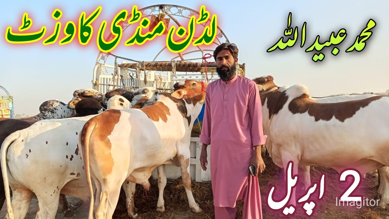 Today Luddan mandi 2 April 2025 ki fresh update cholistani sahiwal mix janwar do dant naaz farming