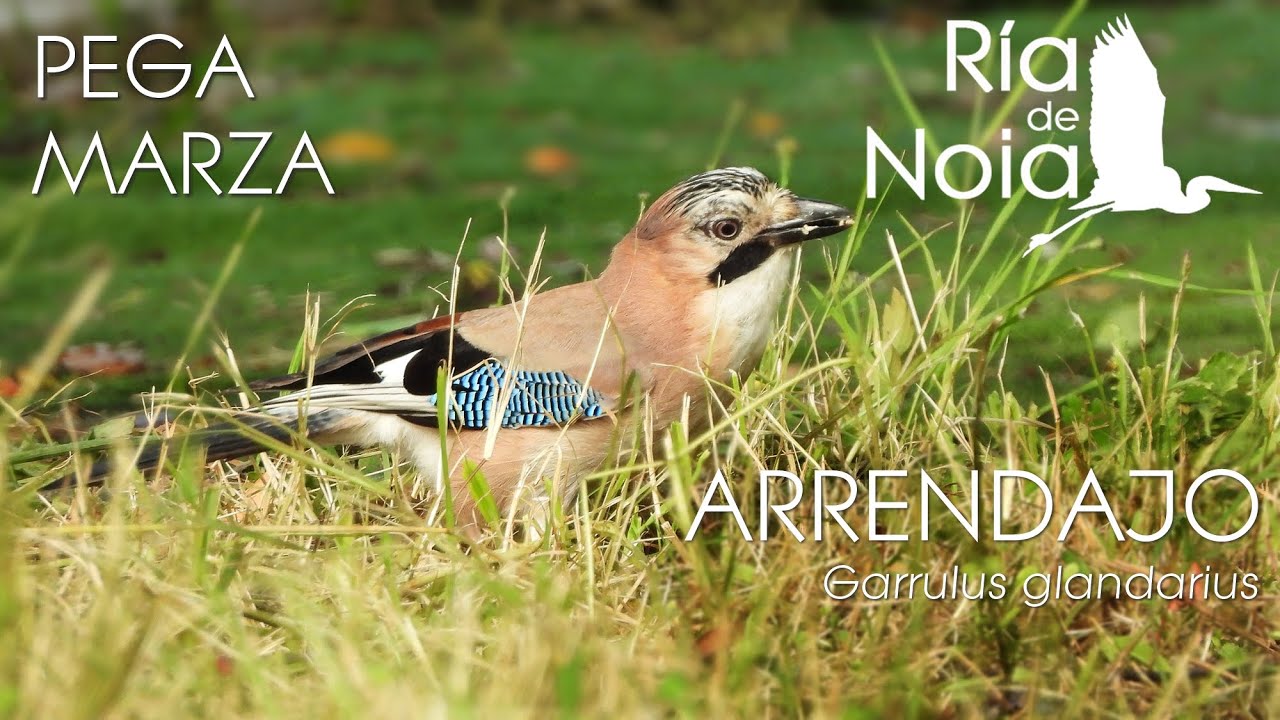 Arrendajo o Pega marza / Gaio (Garrulus glandarius)