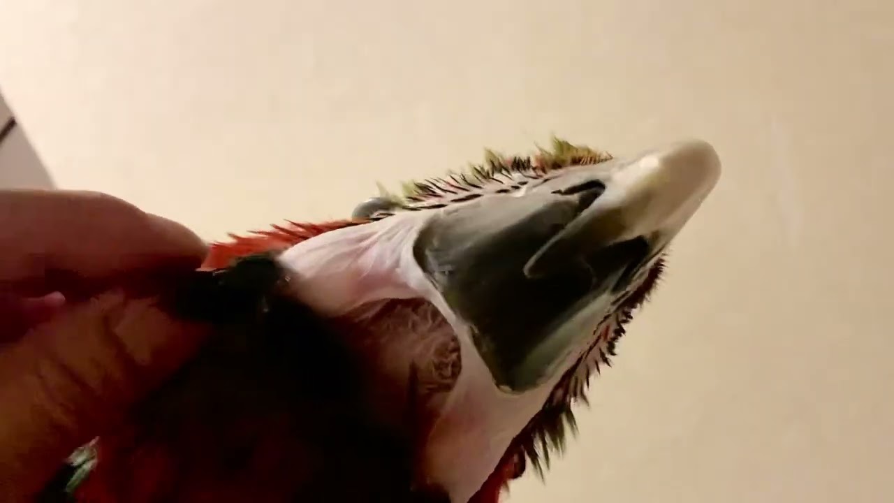 Singing and grooming feathers Kiwi🥝