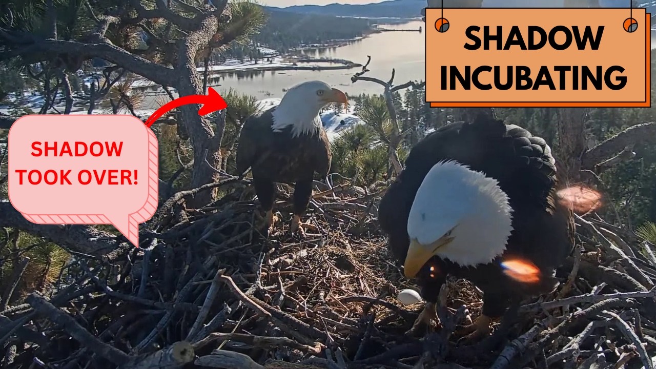 Shadow's Turn! 🦅 He Takes Over Incubating the Egg - Teamwork! | Big Bear Eagles FOBBV