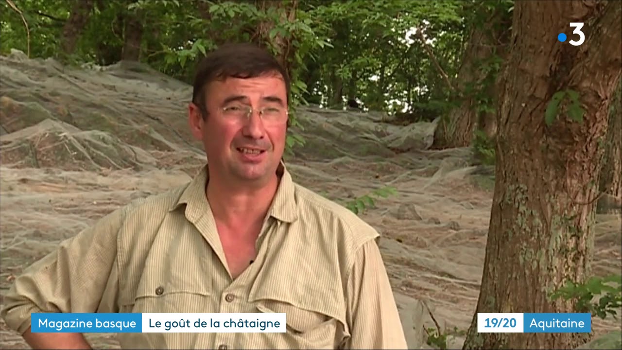 Magazine basque : le goût de la châtaigne