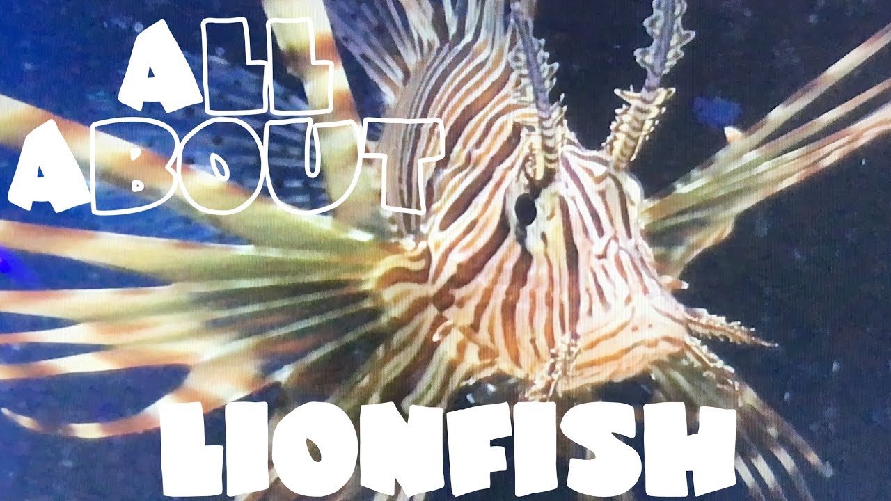 All About The Lionfish or Black Volitan Lionfish | LIVE FEEDING