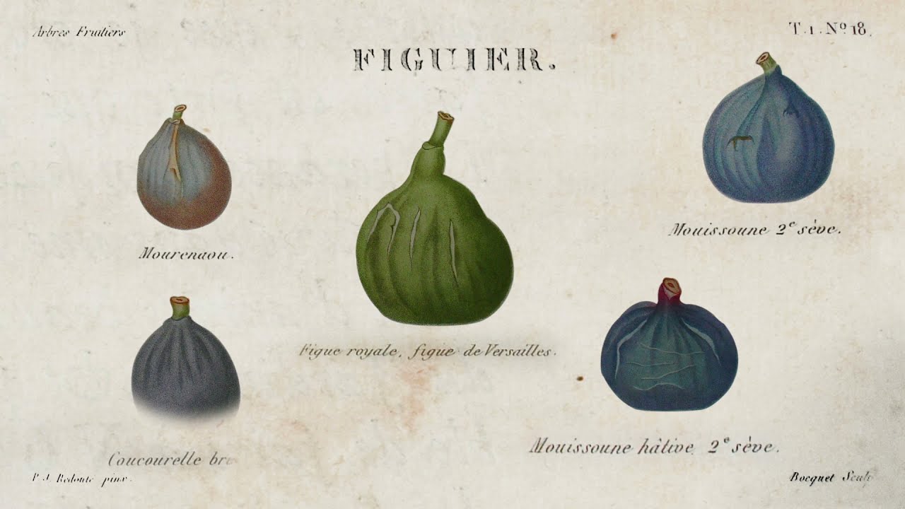 Histoires d'Archives de l'École nationale supérieure de paysage - Potager du Roi et jardiniers